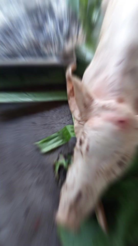 TikTok video thumbnail by mavaemailagi13