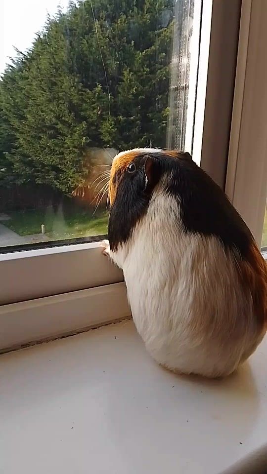 TikTok video thumbnail by animallover.zx123