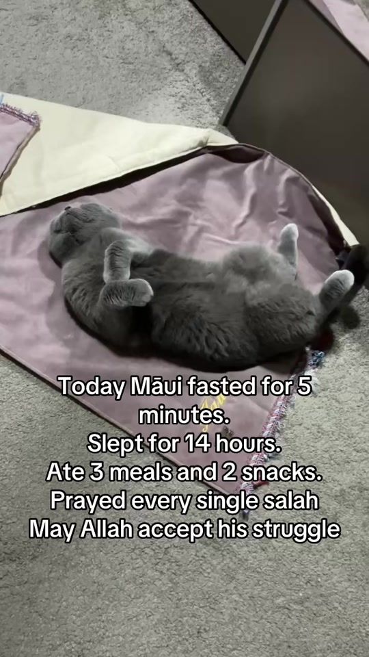 TikTok video thumbnail by scottishfold_mama