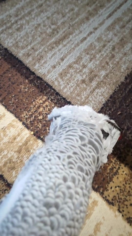 TikTok video thumbnail by konomama1