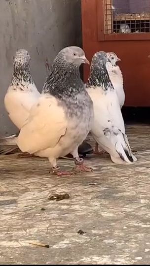 TikTok video thumbnail by ranjha_da_shoq