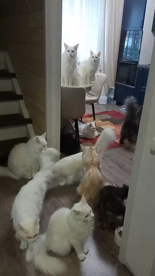 TikTok video thumbnail by user5033370306850