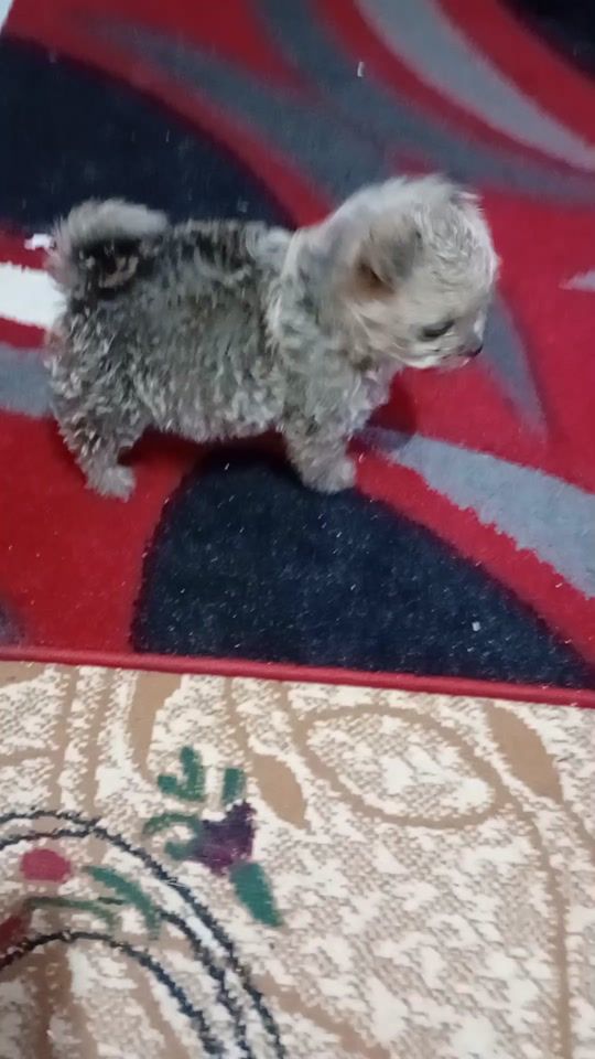 TikTok video thumbnail by muzicata8