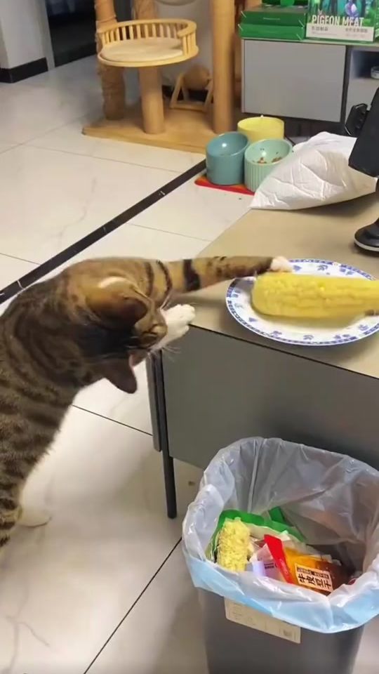 TikTok video thumbnail by hamxu_k