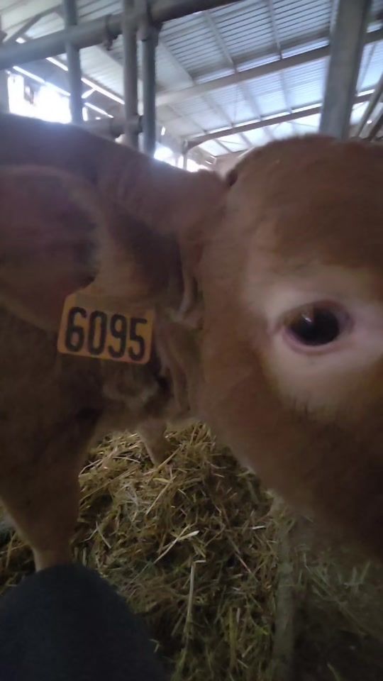 TikTok video thumbnail by sylvielherault