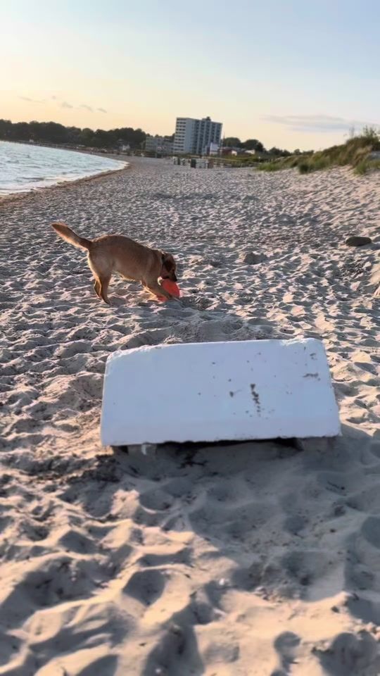 TikTok video thumbnail by brunhilde27.08