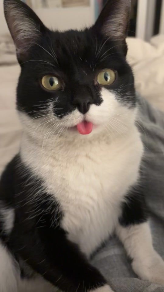 TikTok video thumbnail by skycat_19