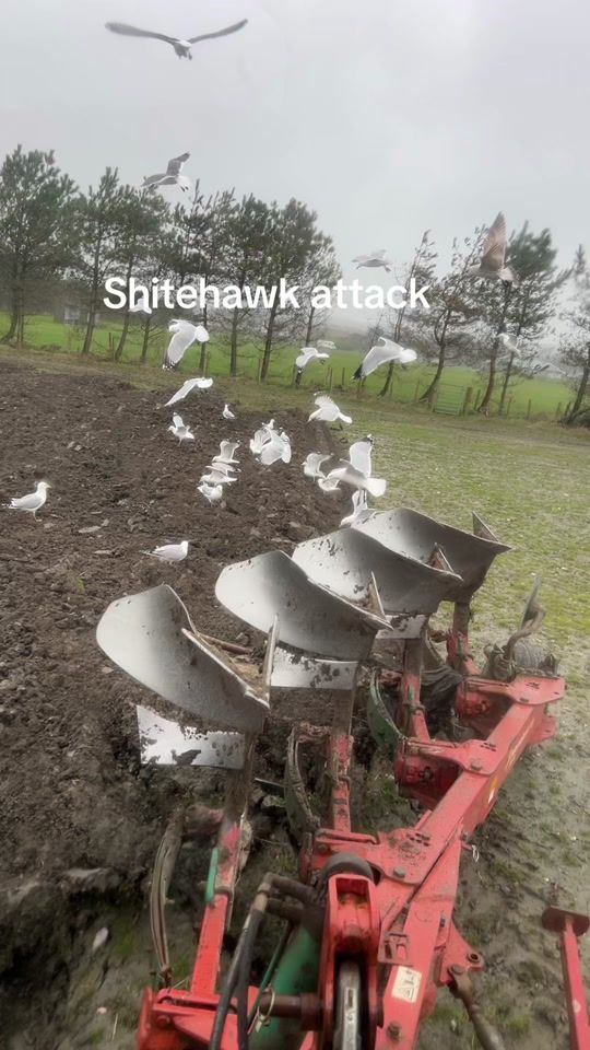 TikTok video thumbnail by bigfootnsons
