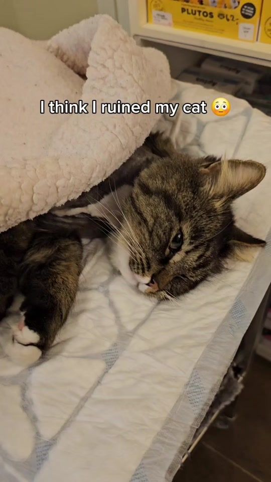 TikTok video thumbnail by kattenmilo22