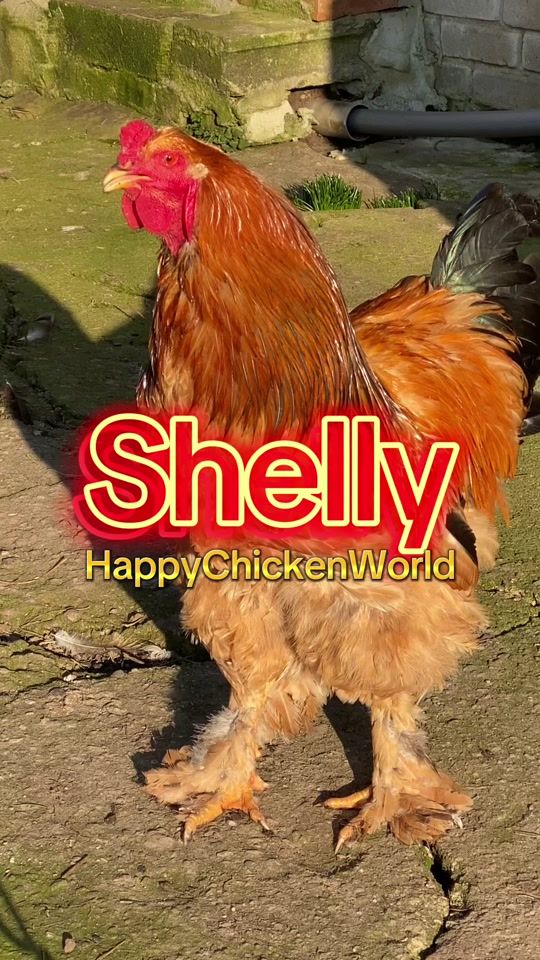 TikTok video thumbnail by happychickenworld