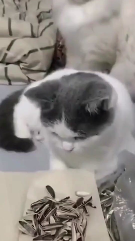 TikTok video thumbnail by 112nasse.r