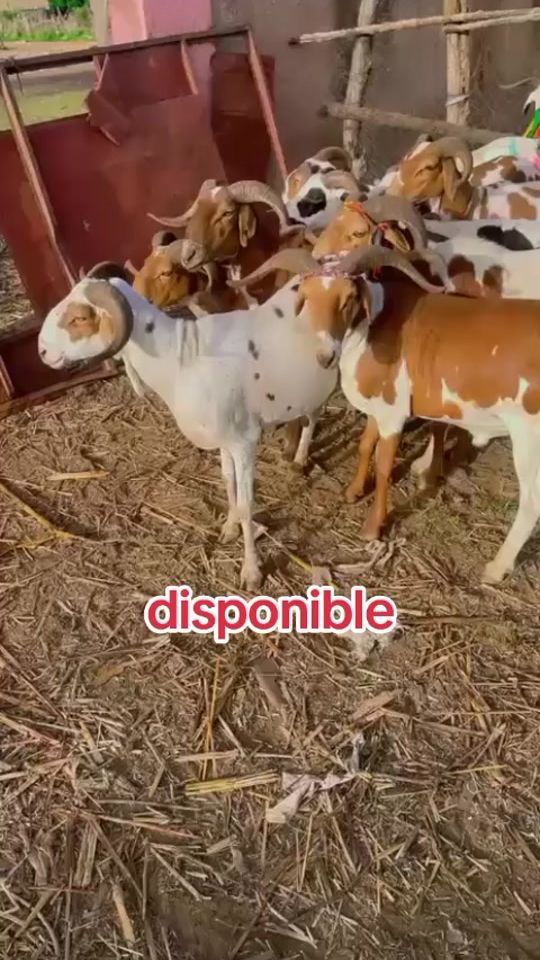 TikTok video thumbnail by hadjidiagouss2