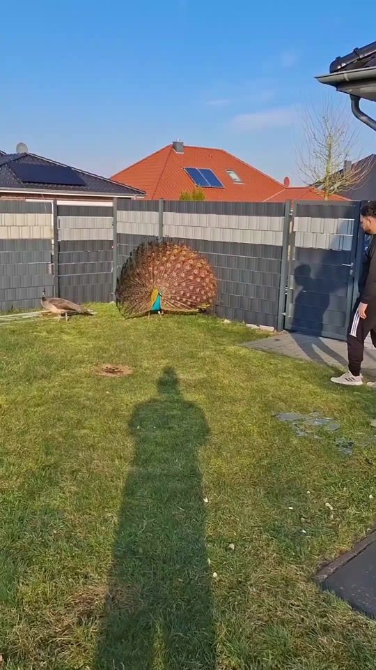 TikTok video thumbnail by ya_tausi_melek