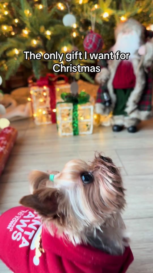 TikTok video thumbnail by ms.molly.peanut