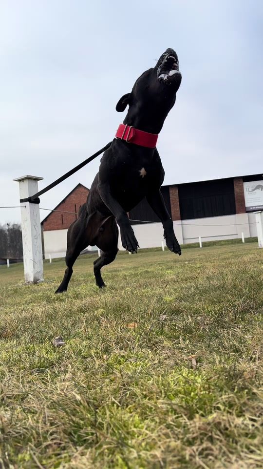 TikTok video thumbnail by forest_hill_kennel