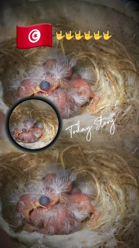TikTok video thumbnail by greenfinchbreeding0
