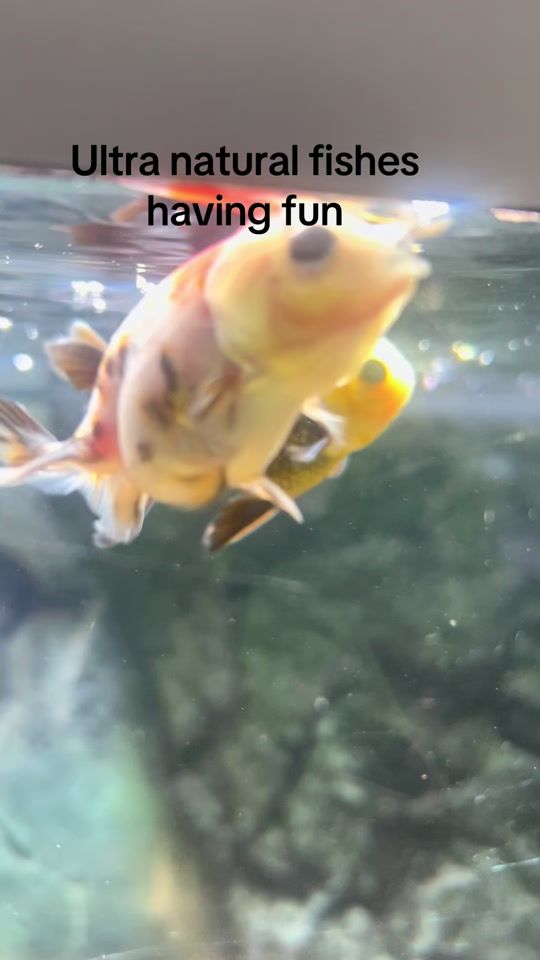 TikTok video thumbnail by bomber1.8