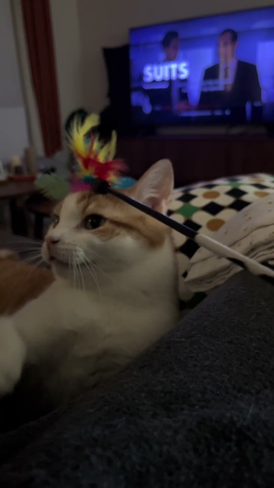 TikTok video thumbnail by tortillaelgatito
