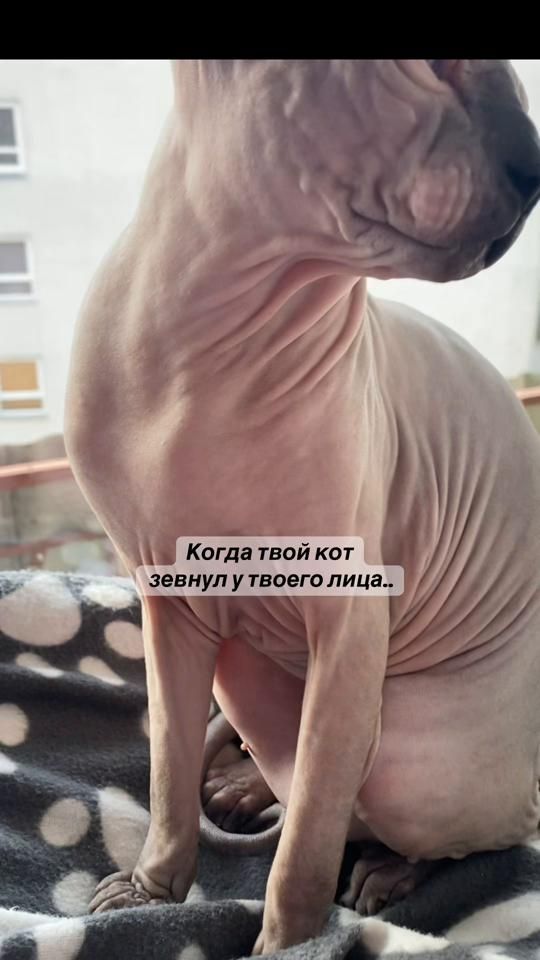 TikTok video thumbnail by moonycat_23