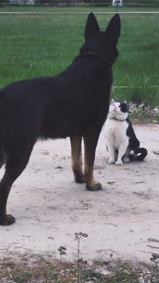 TikTok video thumbnail by hanga76