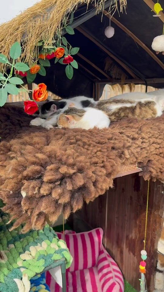 TikTok video thumbnail by cuties.cats_