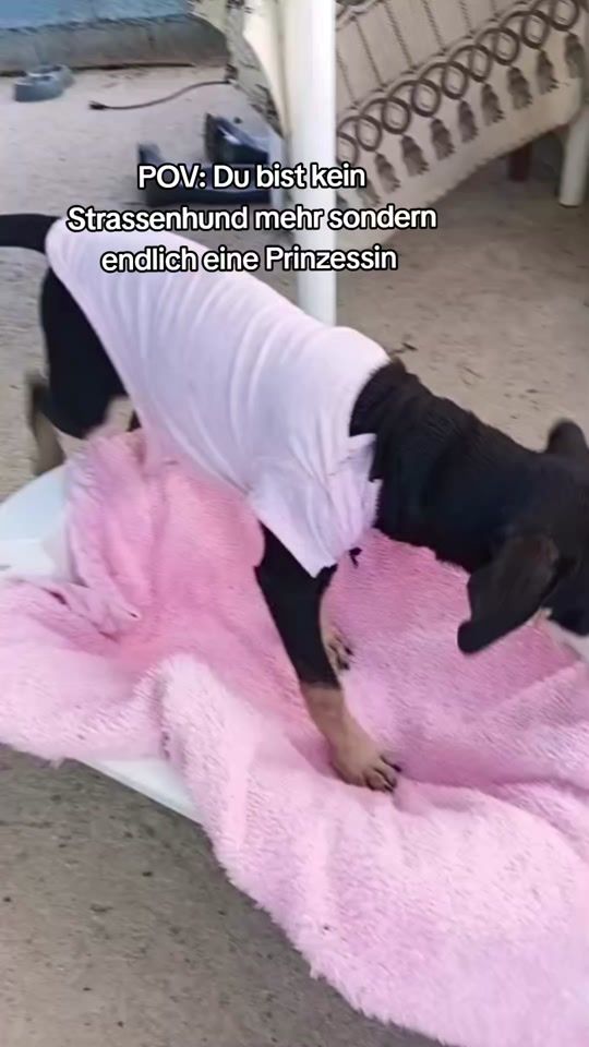 TikTok video thumbnail by caribbean_streetpaws