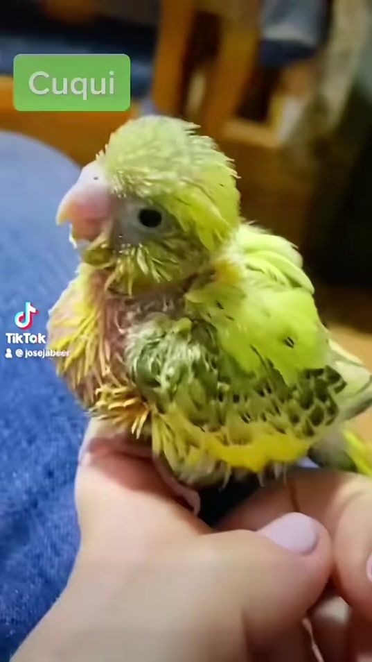 TikTok video thumbnail by josejabeer