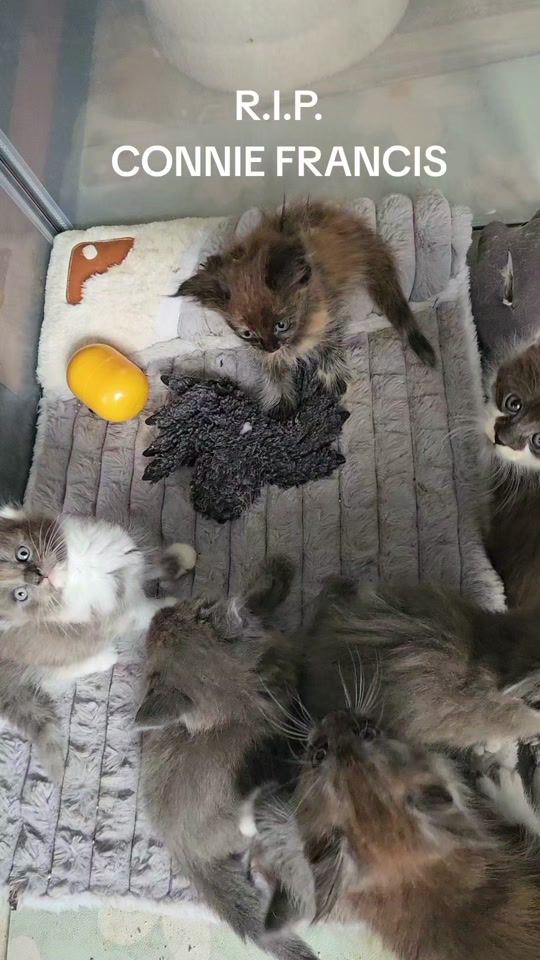 TikTok video thumbnail by janetrohwer