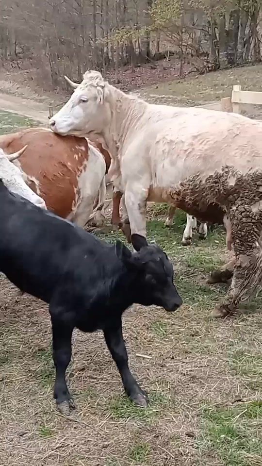 TikTok video thumbnail by vajdea.paul1995