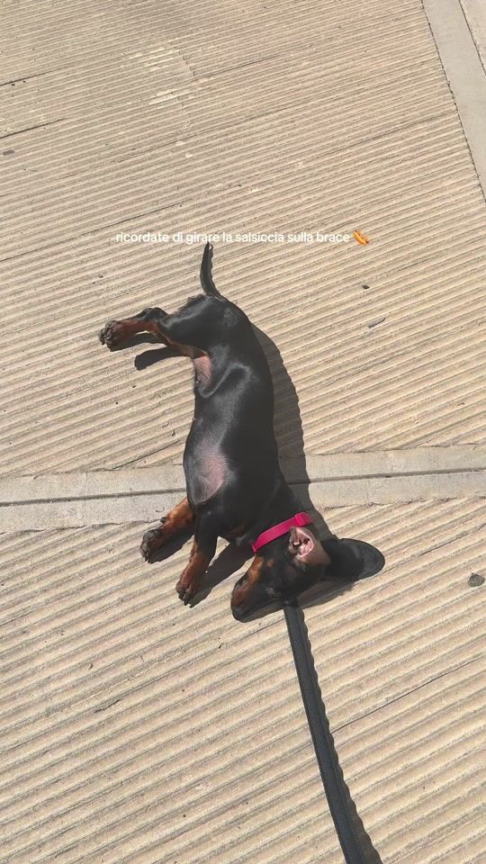 TikTok video thumbnail by nicholaslogioiaa