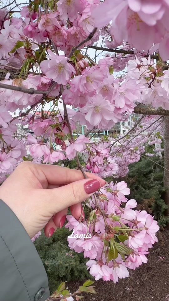 TikTok video thumbnail by lamisalsamman2