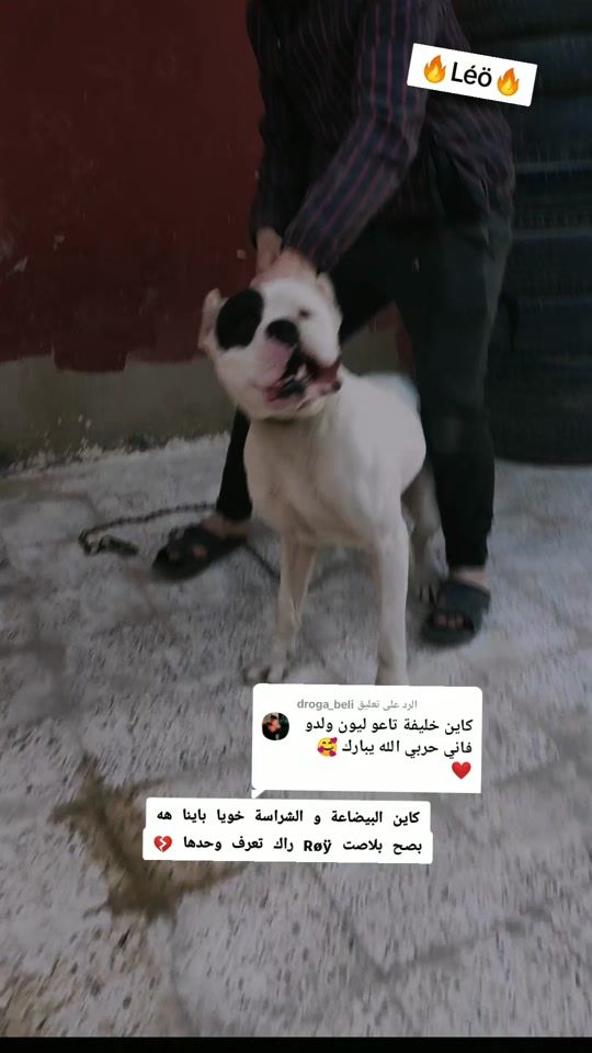 TikTok video thumbnail by midou_roy_14