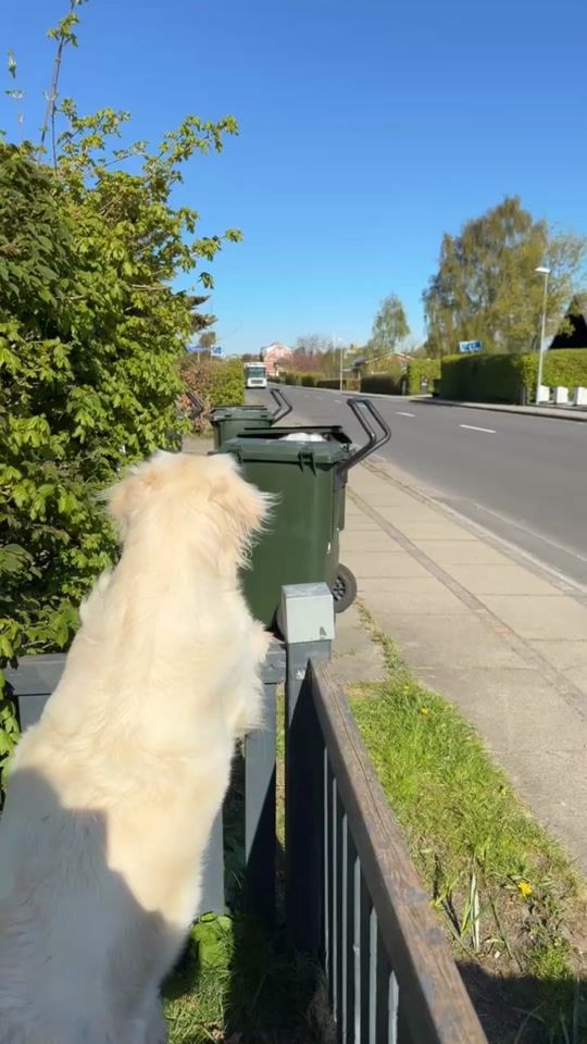 TikTok video thumbnail by dogmom.dk