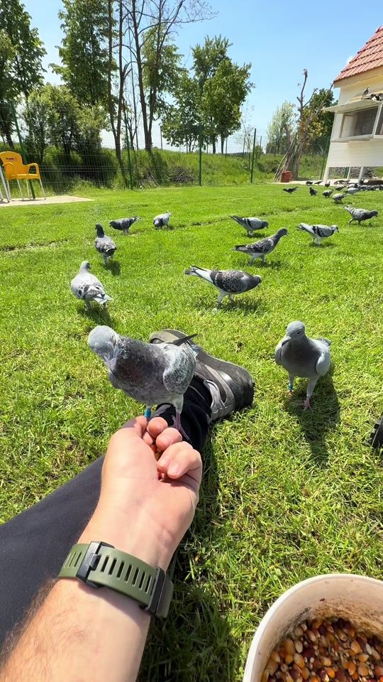 TikTok video thumbnail by radu.bogdann