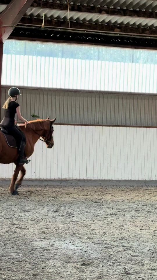 TikTok video thumbnail by equestrian_cecilie