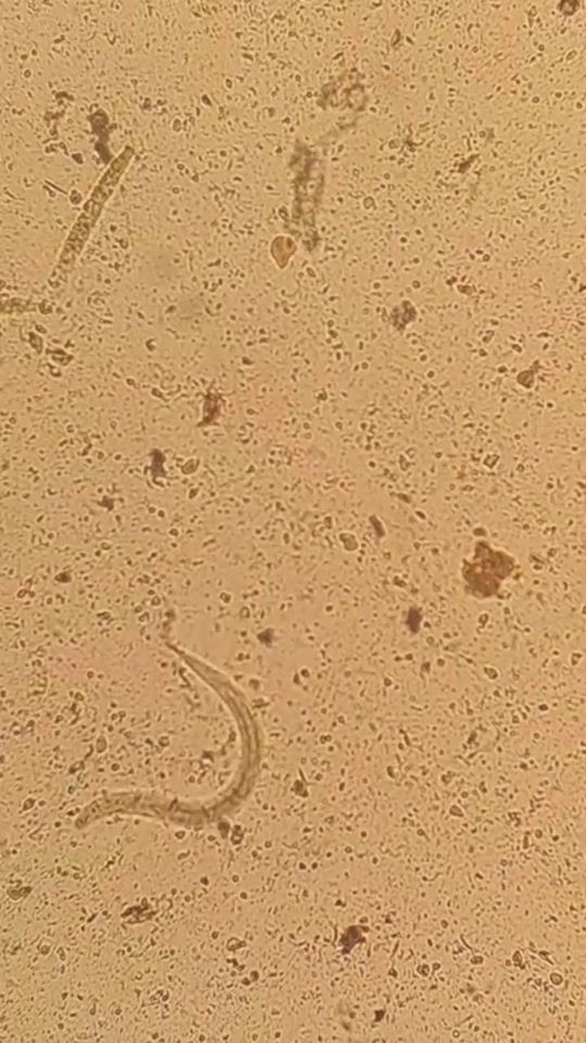 TikTok video thumbnail by biologiste.modest