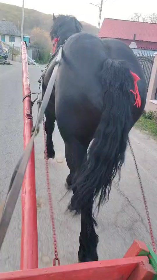 TikTok video thumbnail by darius_geambasu