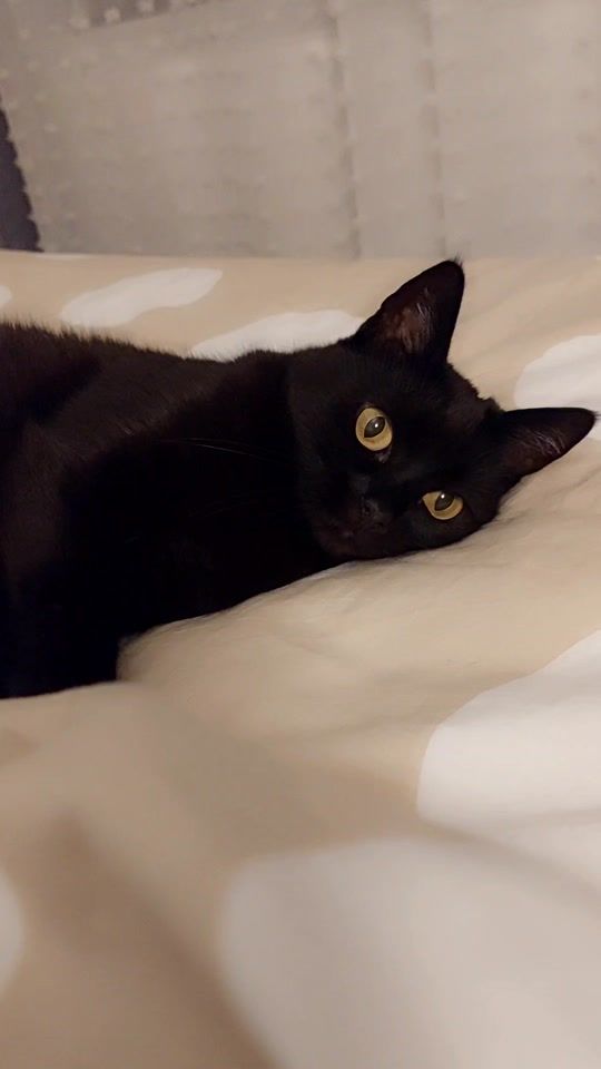 TikTok video thumbnail by kitty.theduchess