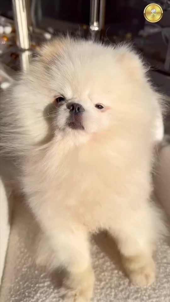 TikTok video thumbnail by pomeraniamania