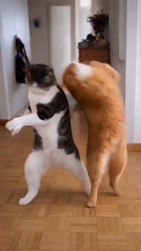 TikTok video thumbnail by iginta.bel