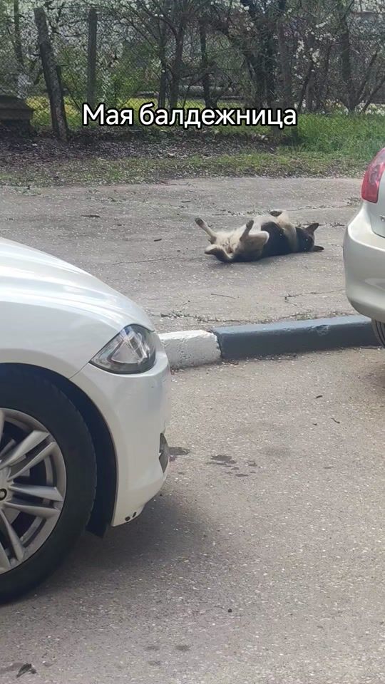 TikTok video thumbnail by petrudobrovets