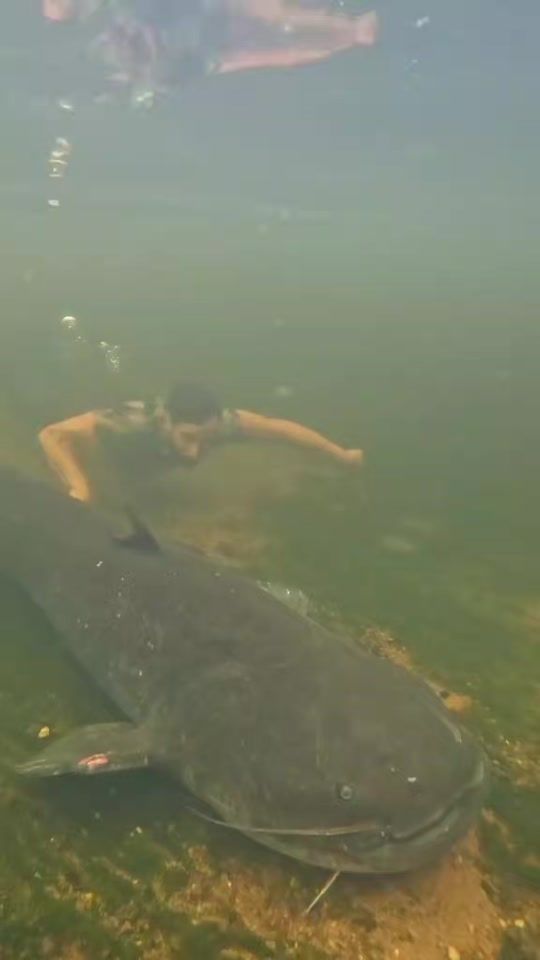 TikTok video thumbnail by fish.of.the.week29