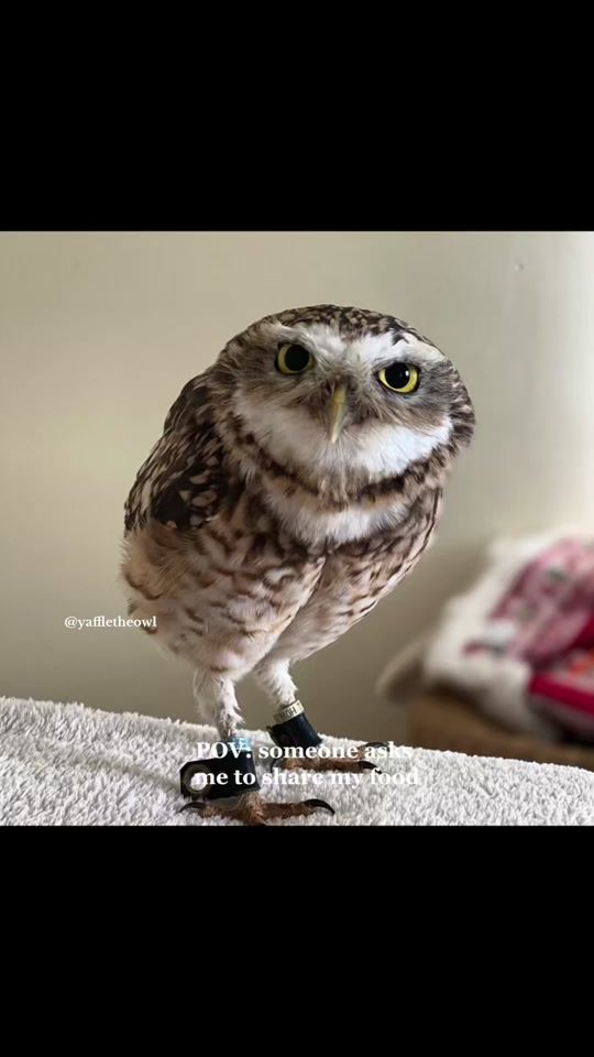 TikTok video thumbnail by yaffletheowl
