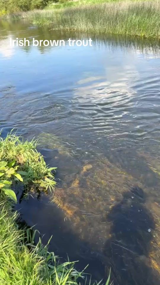 TikTok video thumbnail by jakebrophyfishing