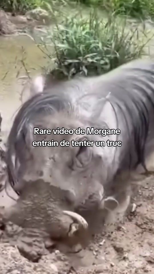 TikTok video thumbnail by funny.animals.france
