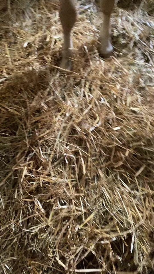 TikTok video thumbnail by herzenspferd_malou