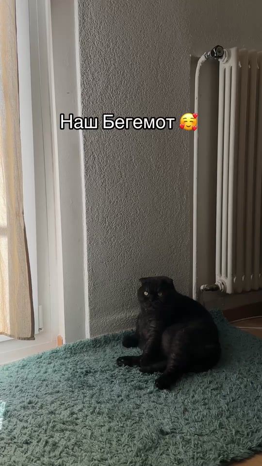 TikTok video thumbnail by alyonywka_
