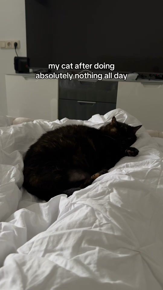 TikTok video thumbnail by dailykugel
