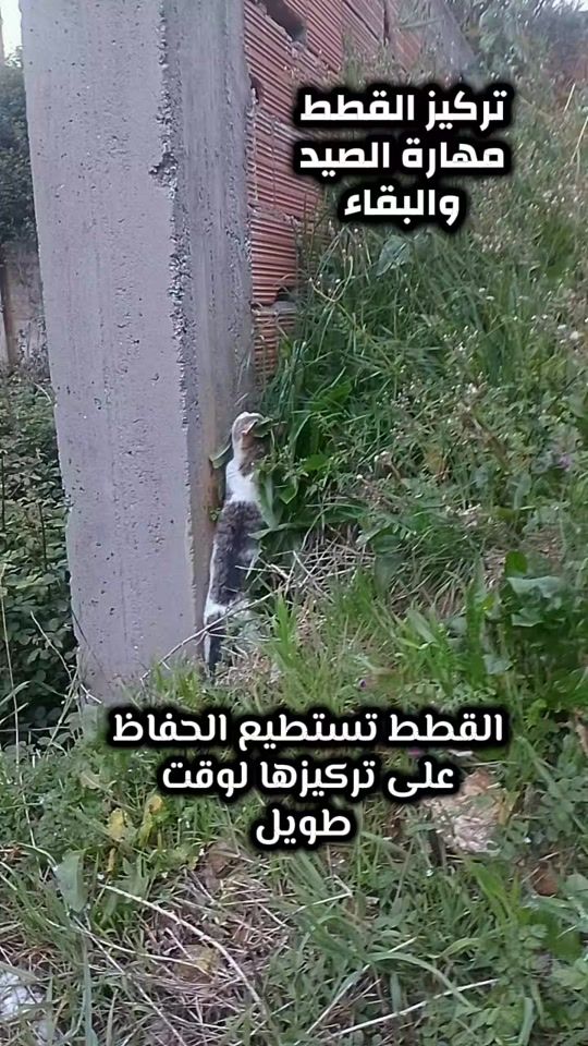 TikTok video thumbnail by chelli.bilal