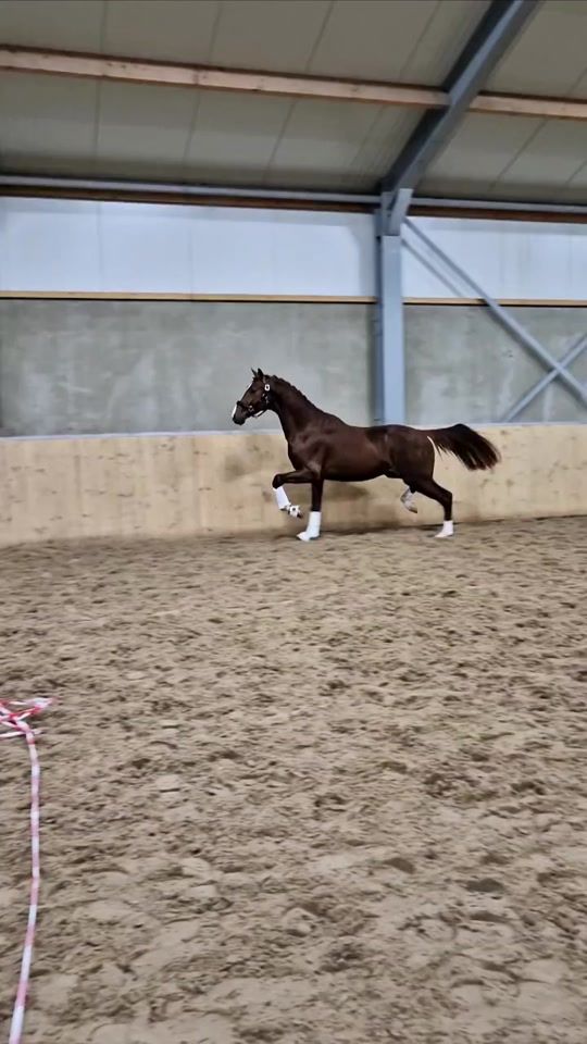 TikTok video thumbnail by equestrian.dreamsss